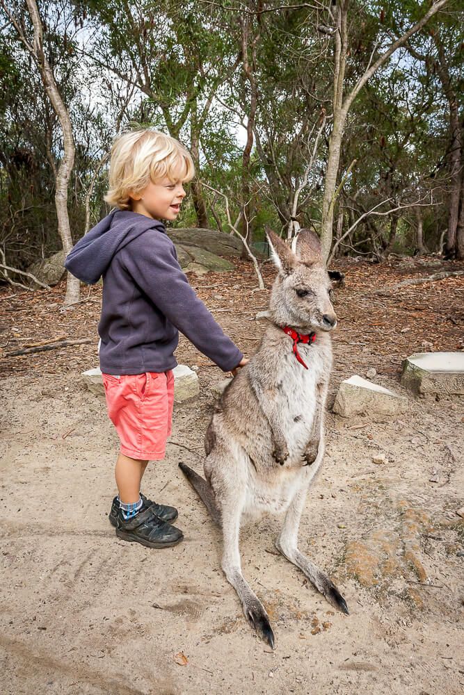 Koala Questions - Australia Walkabout Park