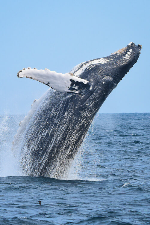 Whale Watching on the Central Coast (Ultimate Guide) - iCentralCoast