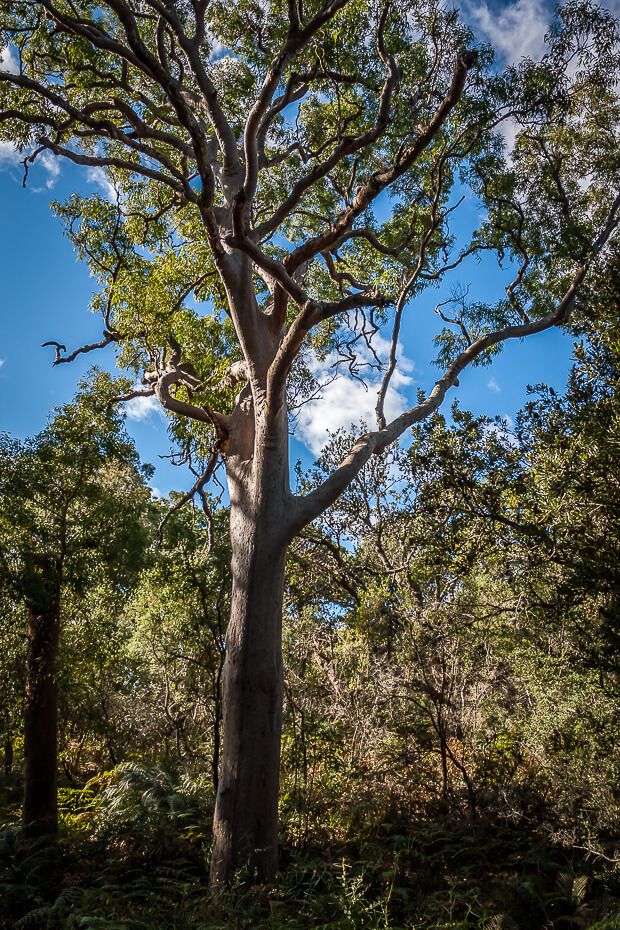 Wyrrabalong National Park Walking Tracks - iCentralCoast