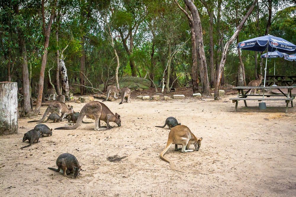 Discover Australia Walkabout Wildlife Park iCentralCoast