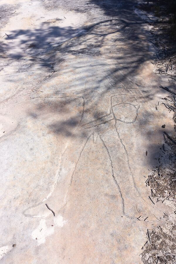 Resolute Beach Loop Walk Guide Aboriginal engravings carved into sandstone rock along the Resolute Beach Loop Walk in Ku-ring-gai Chase National Park