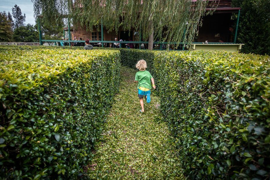 Child running through hedge maze at Amazement Farm and Fun Park on the Central Coast