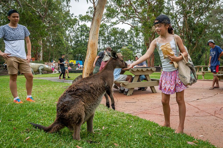 Child feeding a kangaroo at Australian Reptile Park on the Central Coast