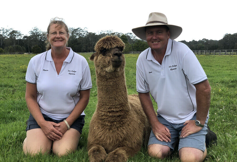 Family experience with alpacas at Breakfast with Alpacas on the Central Coast