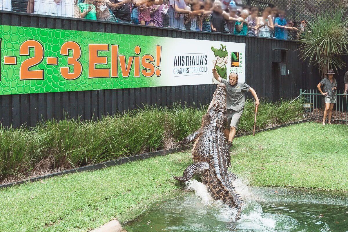 Crocodile show at Australian Reptile Park, Central Coast NSW