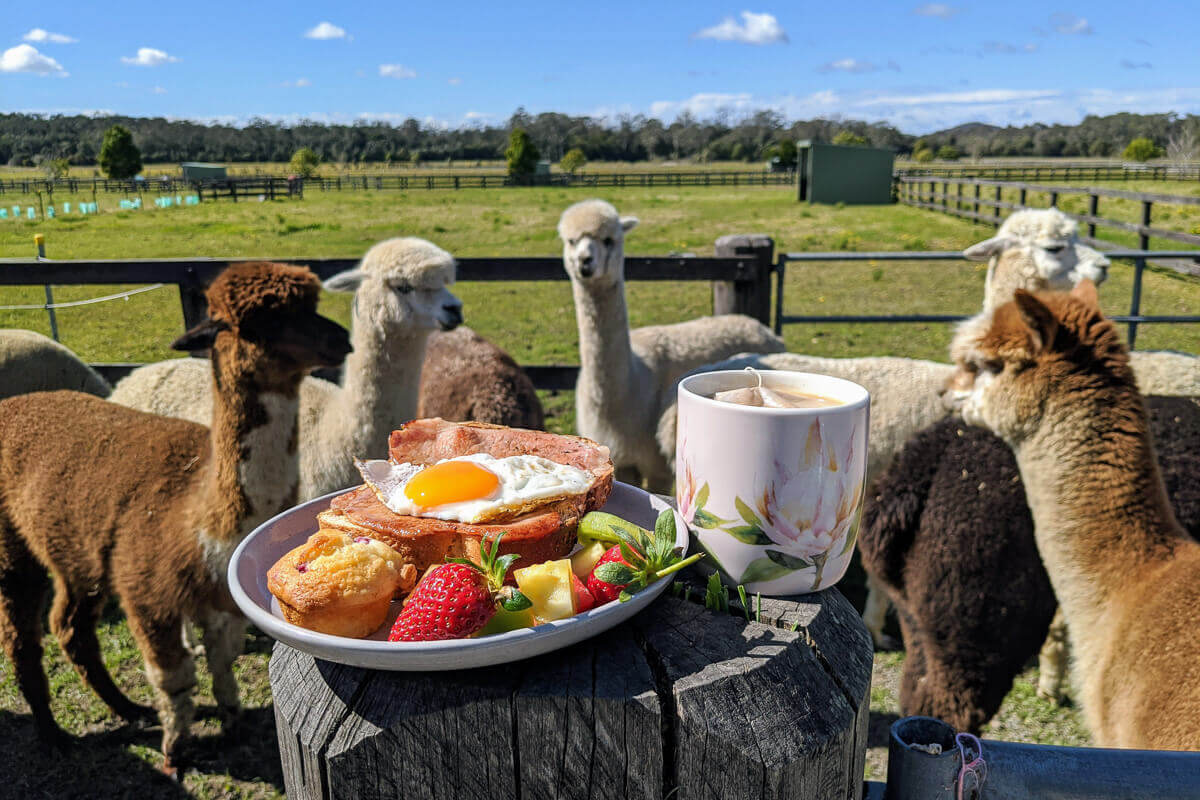 Breakfast with alpacas experience on the Central Coast NSW