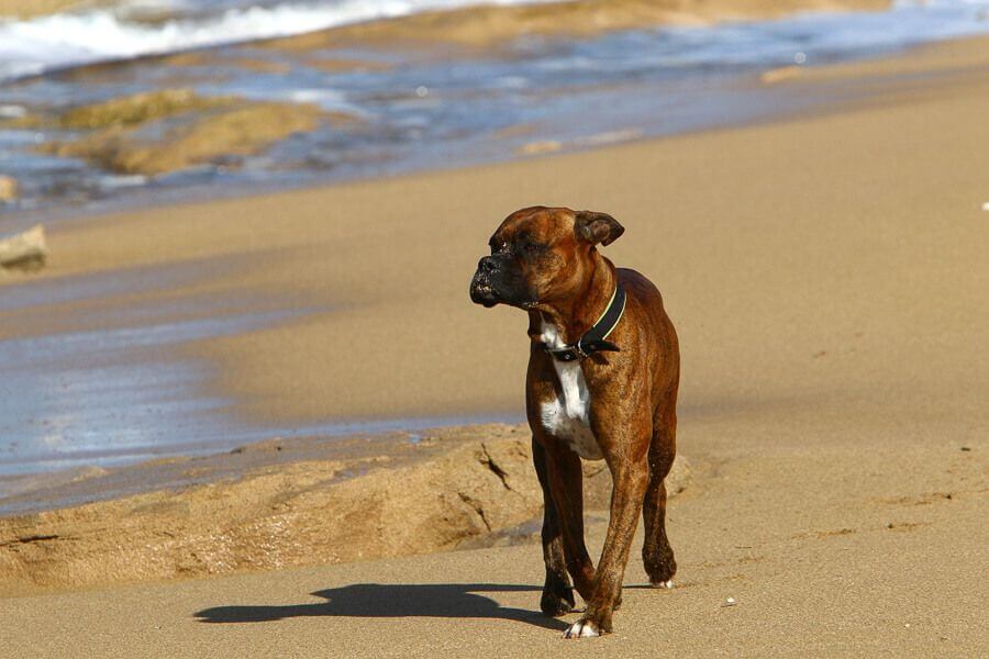 Dog walking along a beach near Killcare on the Central Coast