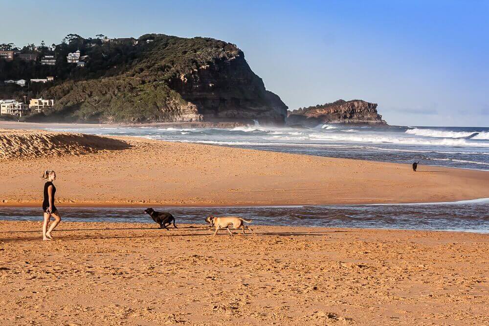 Woman walking dogs on a dog-friendly beach on the Central Coast NSW