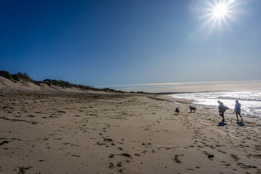 People and dogs enjoying an off-leash dog-friendly beach on the Central Coast