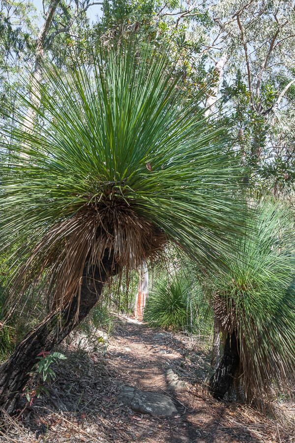 Grass trees lining the walking track to Kariong Brook Falls