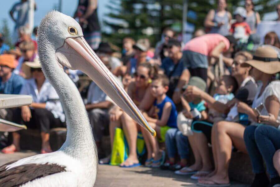 Pelican up close during pelican feeding at The Entrance NSW