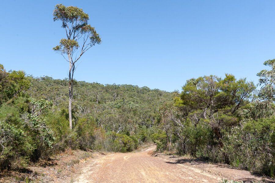 Bushwalking trail along Tommos Loop near Kariong Brook Falls