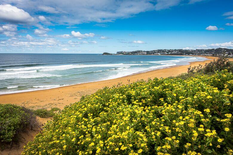 Coastal view of Wamberal Beach with yellow wildflowers overlooking the sand and ocean