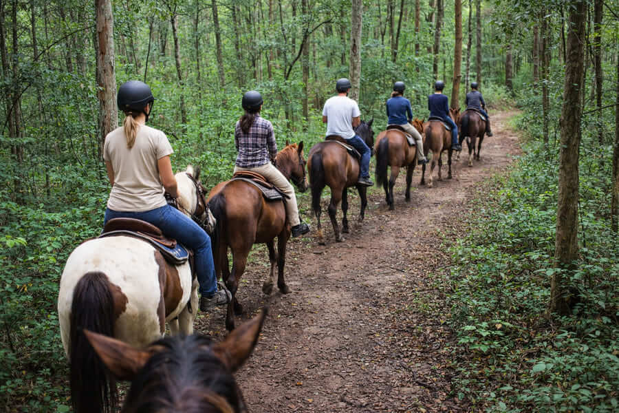 Group horse riding through bushland