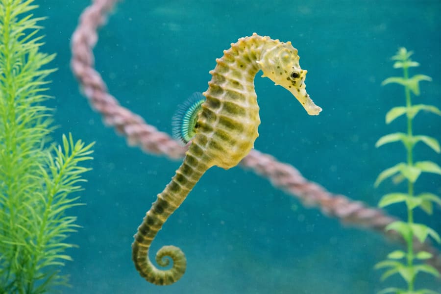 Seahorse on display at the Marine Discovery Centre on the Central Coast NSW