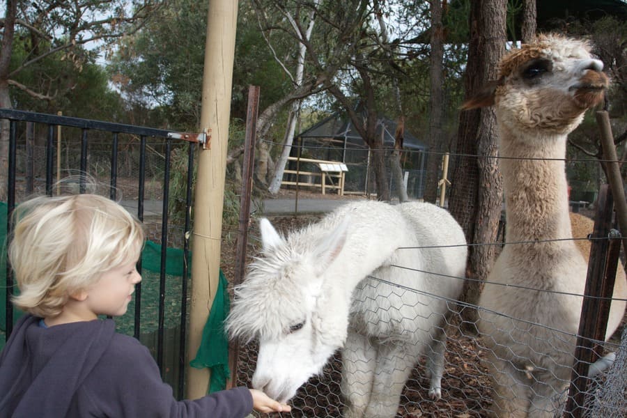 Child feeding alpacas during a family-friendly animal encounter on the Central Coast NSW