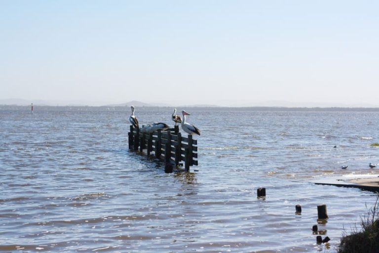 long jetty lake pelicans 5 768x512