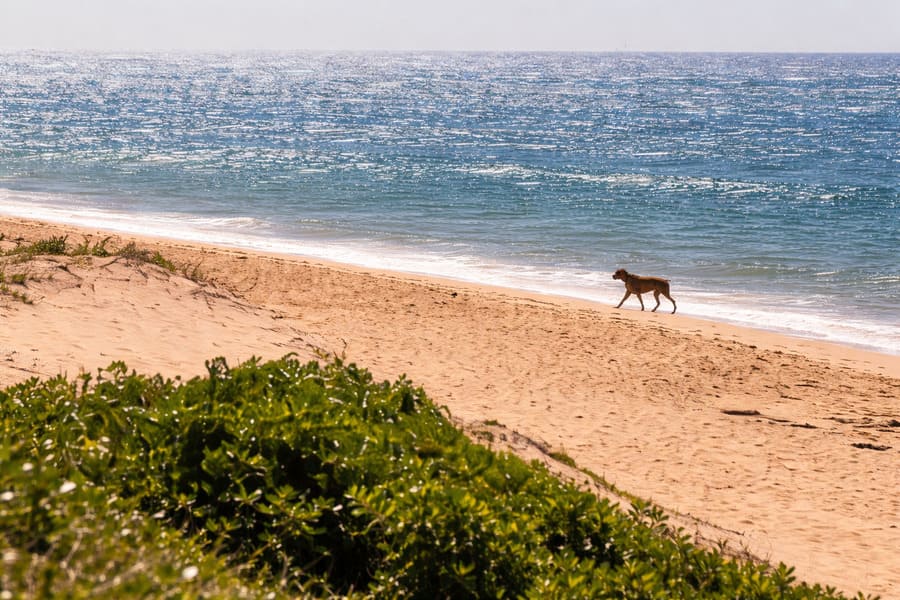 Dog walking along Forresters Beach on the Central Coast NSW