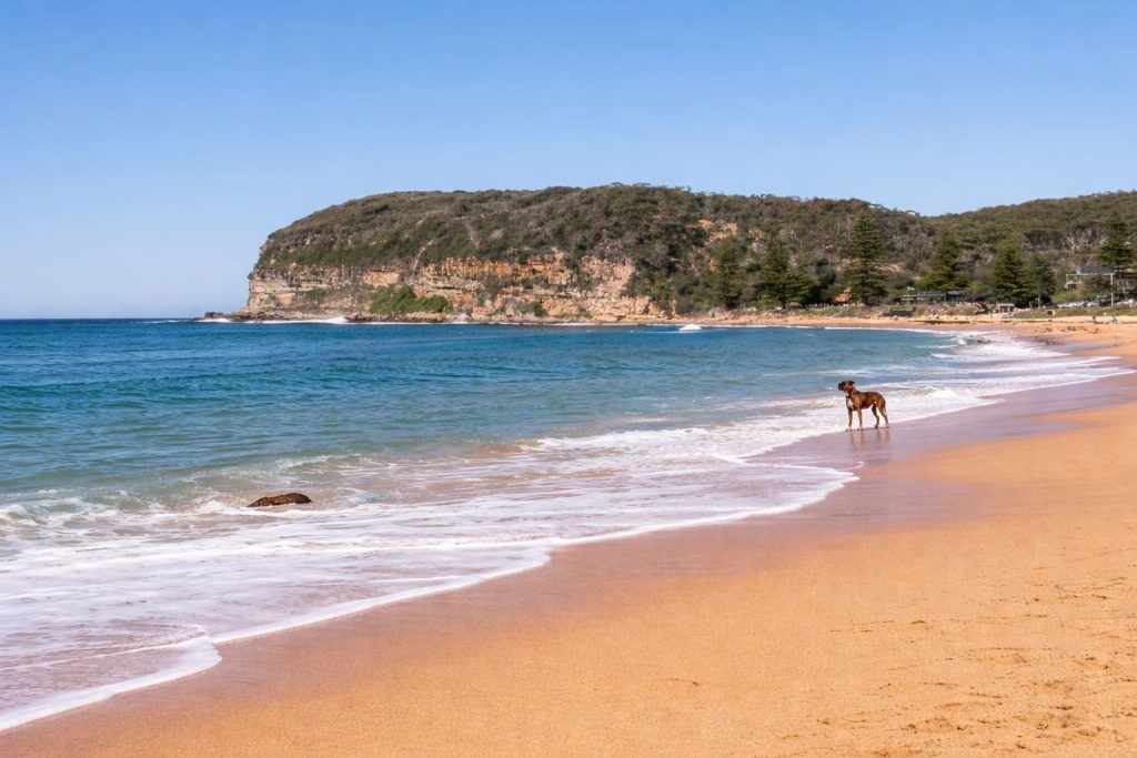 Dog standing on Macmasters Beach with headland views on the Central Coast NSW