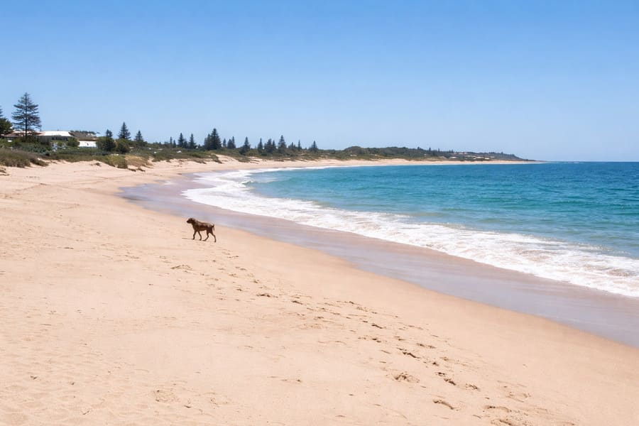 Dog walking along North Entrance Beach on the Central Coast NSW