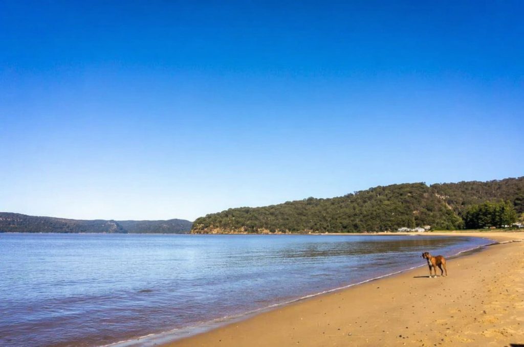 Dog standing on Patonga Beach, a calm dog friendly beach on the Central Coast NSW