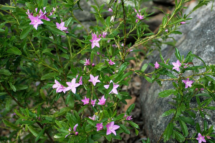 Pink wildflowers growing beside the Bullimah Spur Track in Bouddi National Park