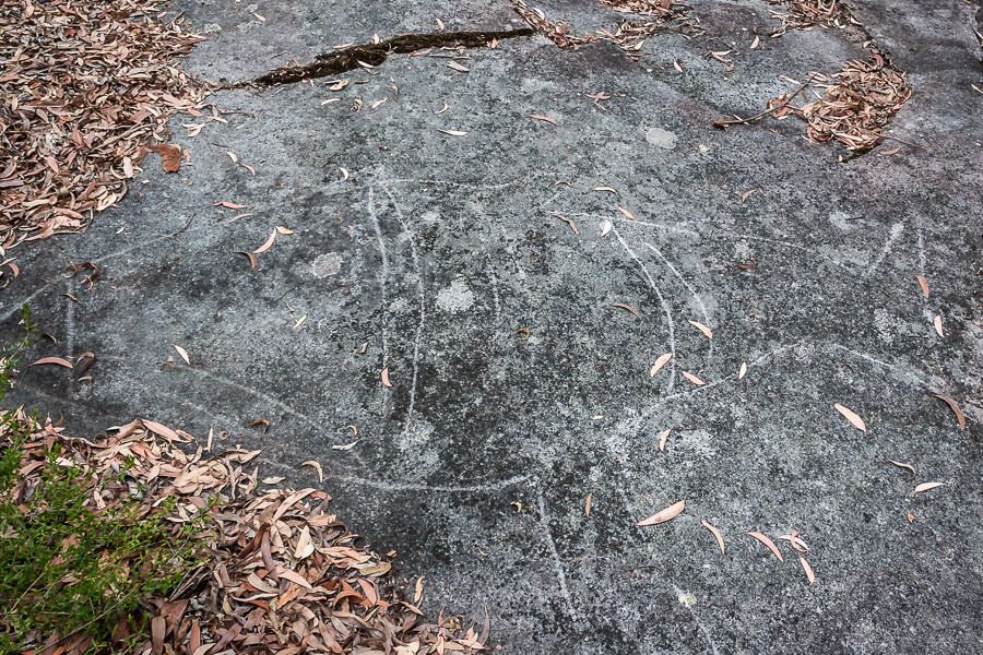 Aboriginal rock engravings at Dalleys Point in Bouddi National Park