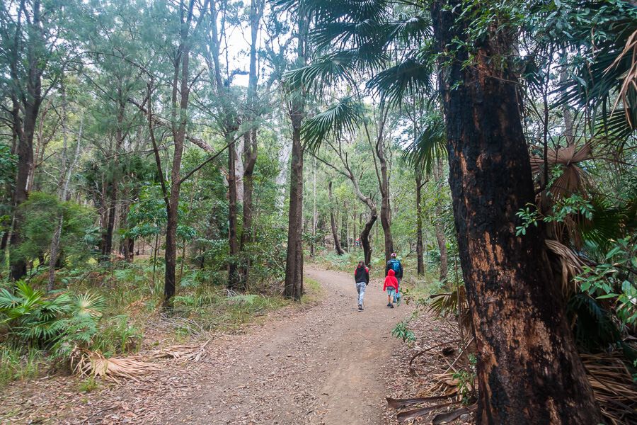 Bush track section on Patonga Beach to Pearl Beach walk