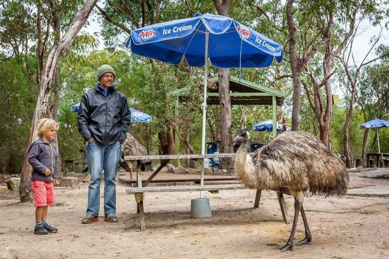 emu encounter walkabout wildlife sanctuary 768x512