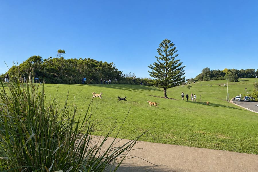 Dogs and their owners enjoying the grassy reserve at Terrigal Haven