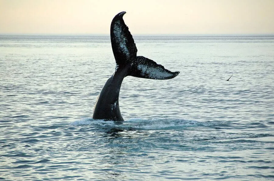 Humpback whale tail above the ocean during migration near Terrigal