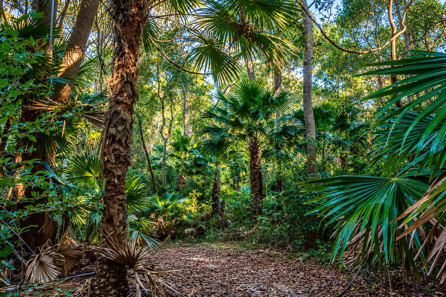 Shaded walking path surrounded by palms and dense rainforest on the Lillypilly Trail in Wyrrabalong National Park.