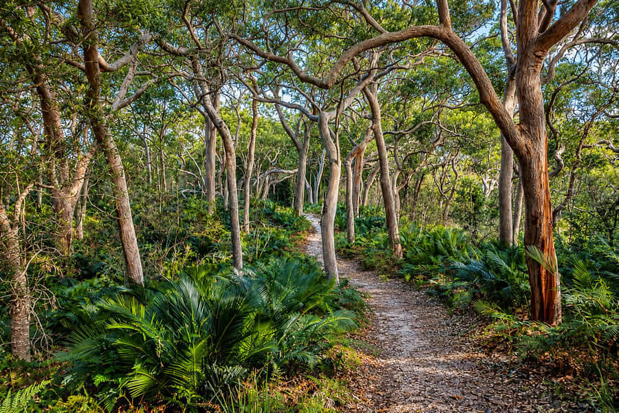 Narrow walking path winding between red-barked trees and green undergrowth on the Red Gum Trail in Wyrrabalong National Park.