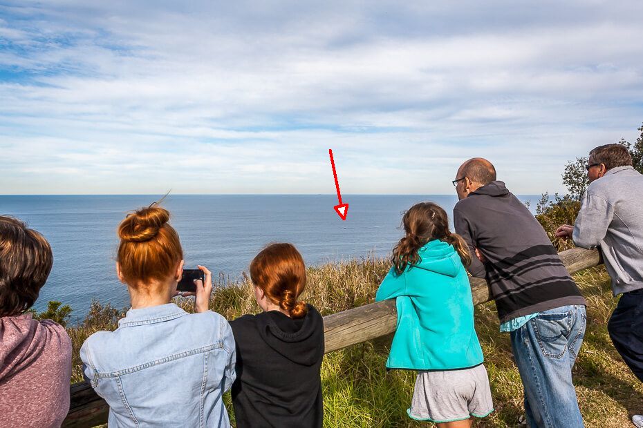 Visitors watching the ocean for whales from a lookout on The Coast Walking Track in Wyrrabalong National Park.
