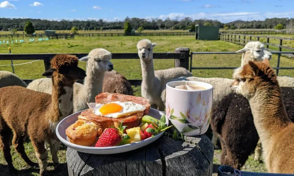 Breakfast with alpacas experience on the Central Coast NSW