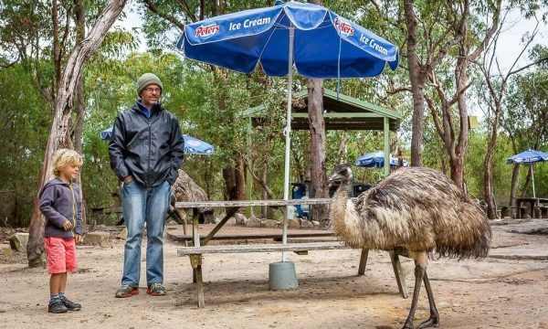 Child and adult watching a friendly emu at Walkabout Wildlife Sanctuary on the Central Coast NSW